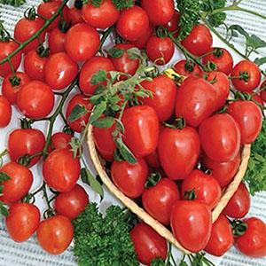 Pourquoi les tomates cerises sont si bonnes