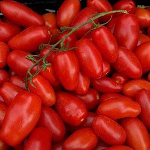 Pourquoi les tomates cerises sont si bonnes