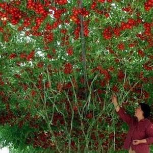 Pourquoi les tomates cerises sont si bonnes