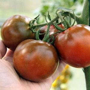Look spectaculaire et goût inhabituel: les tomates Kumato et les secrets de leur culture