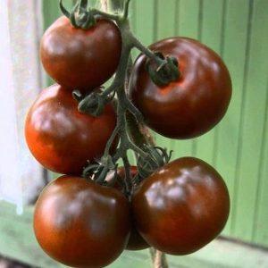 Look spectaculaire et goût inhabituel: les tomates Kumato et les secrets de leur culture