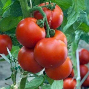 Comment nourrir les tomates pendant la floraison dans une serre et la fructification