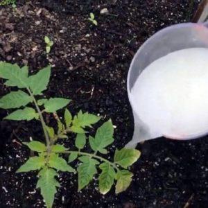 Comment nourrir les tomates pendant la floraison dans une serre et la fructification
