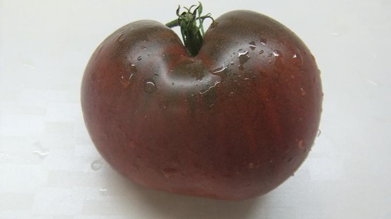 Comment faire pousser une tomate éléphant noir