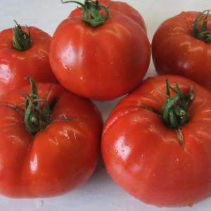 Pourquoi les tomates Minusinsk sont-elles précieuses?