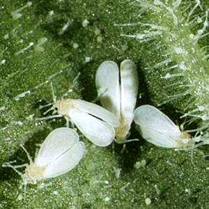 Comment lutter contre les ravageurs de la tomate