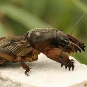 Comment lutter contre les ravageurs de la tomate