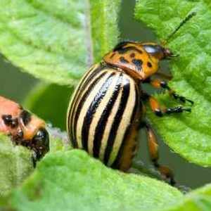 Comment lutter contre les ravageurs de la tomate