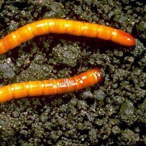 Comment lutter contre les ravageurs de la tomate