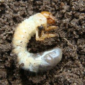 Comment lutter contre les ravageurs de la tomate