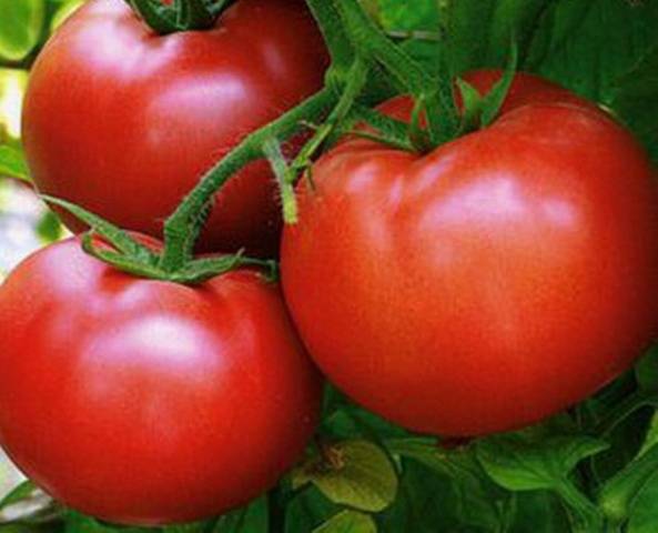 Top 25 des variétés de tomates les plus sucrées et conseils pour les choisir pour chaque jardinier