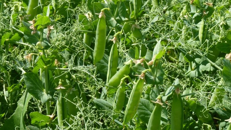 Caractéristiques biologiques des pois, les plus connues
