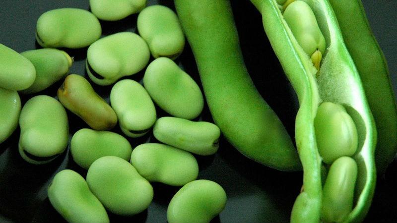 Caractéristiques biologiques des pois, les plus connues