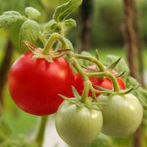 Comment pulvériser des tomates pour l'ovaire