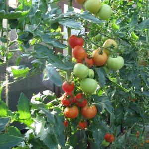 Comment pulvériser des tomates pour l'ovaire