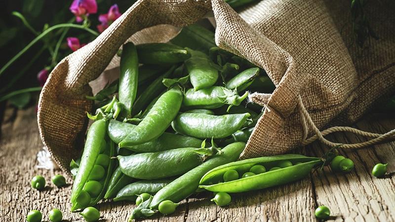 Quels sont les pois utiles et nocifs pour les humains