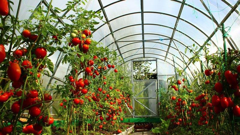 Pourquoi les tomates Minusinsk sont-elles précieuses?