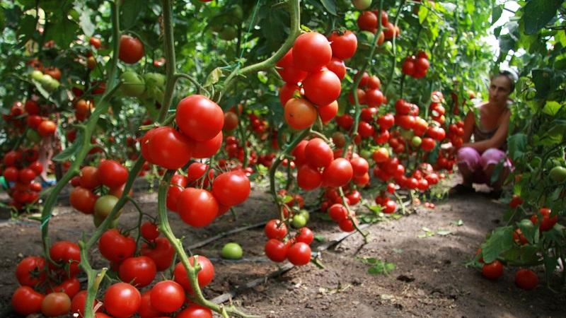 Que faire lorsque les tomates poussent mal