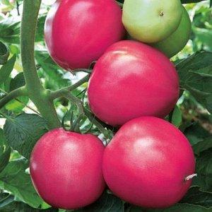 Ce que les maraîchers disent de la tomate Kalinka-Malinka