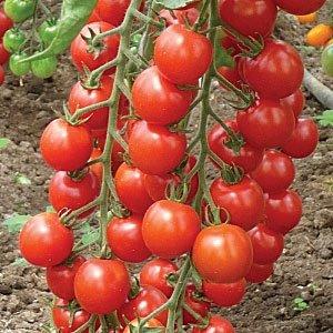 Quelles sont les variétés de tomates standard et lesquelles sont considérées comme les meilleures parmi les jardiniers