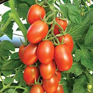 Quelles sont les variétés de tomates standard et lesquelles sont considérées comme les meilleures parmi les jardiniers