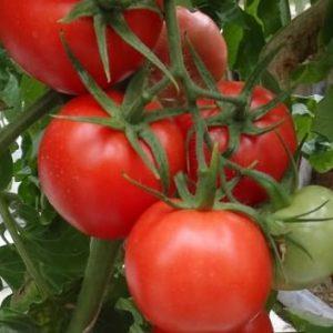 Quelles sont les variétés de tomates standard et lesquelles sont considérées comme les meilleures parmi les jardiniers