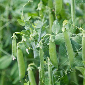 Instructions pour les jardiniers débutants: comment planter correctement les pois pour obtenir une récolte riche
