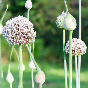 Nous étudions le problème en profondeur: l'ail jaunit au printemps - que faire et comment l'éviter