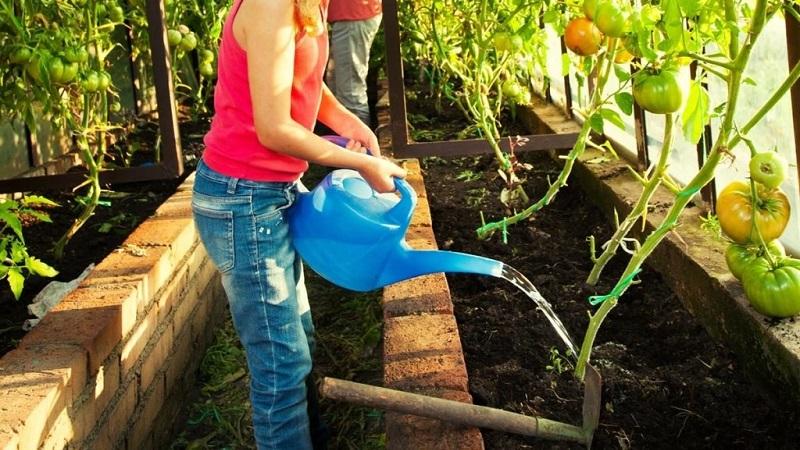 À quelle fréquence arroser les tomates à la chaleur pour obtenir une bonne récolte