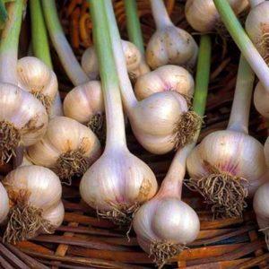 Les préparations à faire soi-même les plus simples: conserver l'ail dans des bocaux en verre - astuces de vie et règles importantes