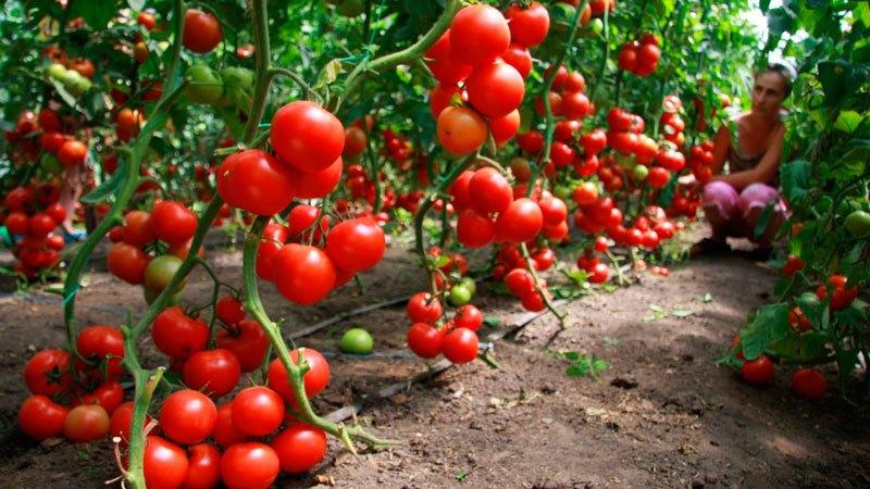 Comment pulvériser correctement les tomates avec du permanganate de potassium