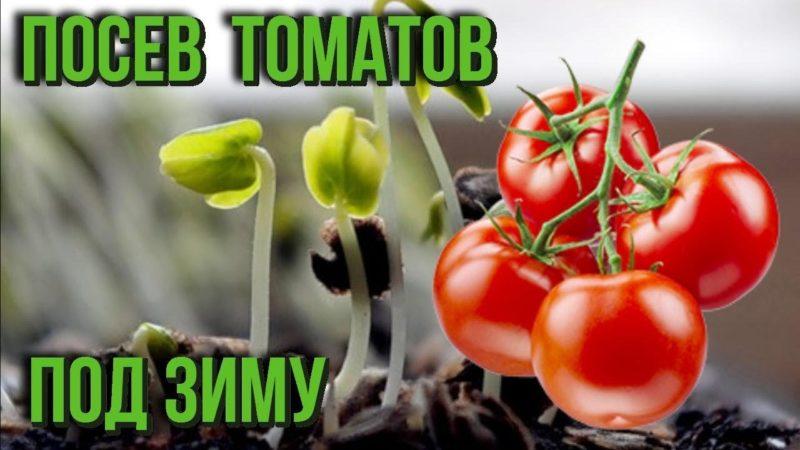 Comment planter des tomates avant l'hiver