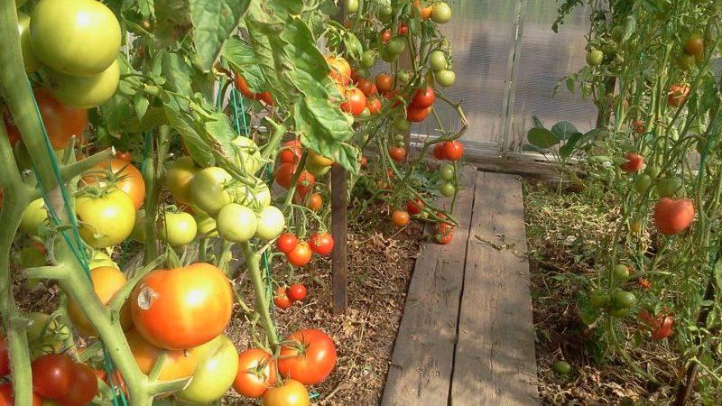Comment planter des tomates avant l'hiver