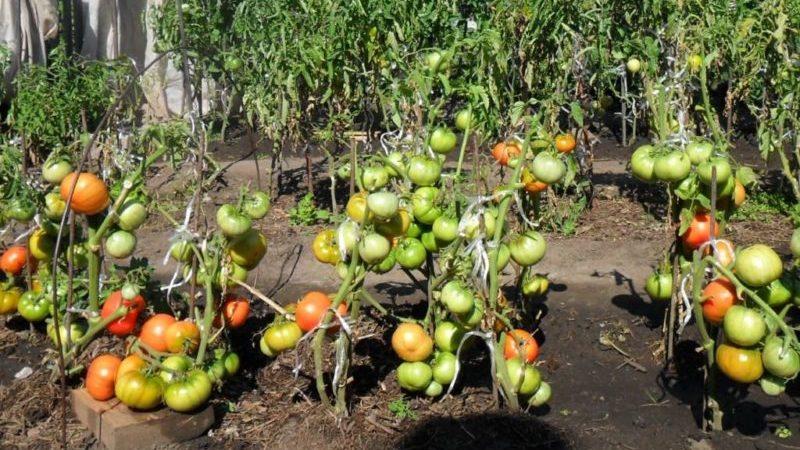 Comment planter des tomates avant l'hiver