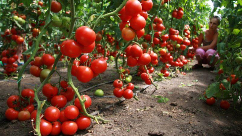 Comment planter des tomates avant l'hiver
