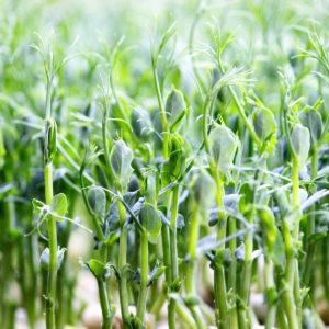 Un guide pratique sur la façon de faire germer des pois de résidents d'été expérimentés