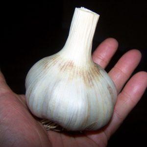 Comment reconnaître l'ail de printemps et d'hiver: différences dans les variétés d'aspect, de goût et d'autres caractéristiques