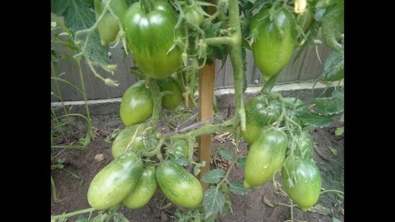 Comment prendre soin d'un jardinier Petrusha à la tomate