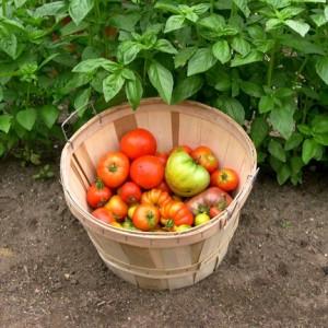 Comment faire pousser des tomates Clusha
