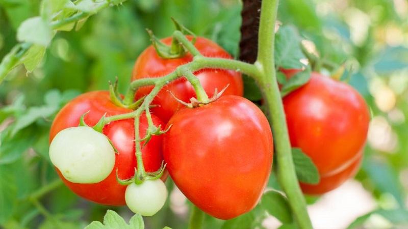 Comment faire pousser des tomates douces