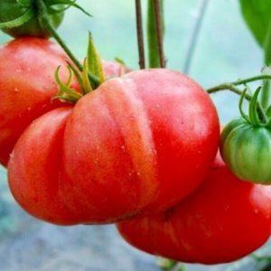 Comment faire pousser une tomate géante rouge