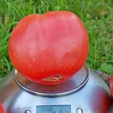 Comment faire pousser une tomate géante rouge