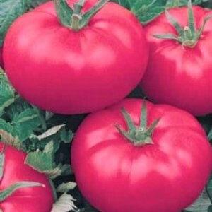 Comment faire pousser une tomate géante rouge