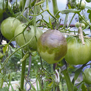 Comment faire pousser une tomate Persimmon sur votre site - trucs et astuces de jardiniers expérimentés
