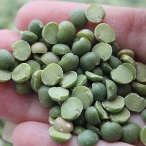 Comment préparer les pois pour les graines