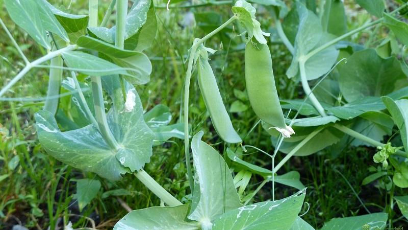 Quelles sont les variétés de pois - un aperçu des variétés avec des photos et des descriptions détaillées