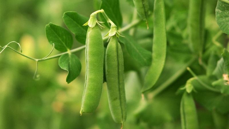 Quelles sont les variétés de pois - un aperçu des variétés avec des photos et des descriptions détaillées