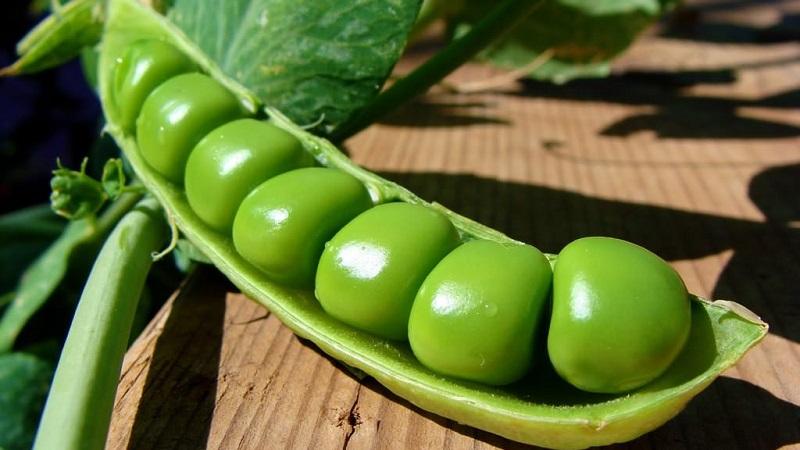 Quelles sont les variétés de pois - un aperçu des variétés avec des photos et des descriptions détaillées