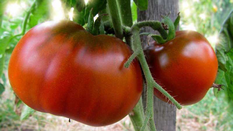 Quelles graines de tomates donnent une bonne récolte en extérieur