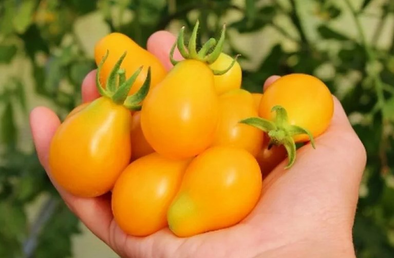 Top 25 des variétés de tomates les plus sucrées et conseils pour les choisir pour chaque jardinier
